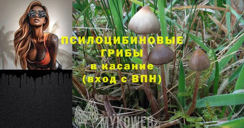 Галлюциногенные грибы Magic Shrooms  Прокопьевск 